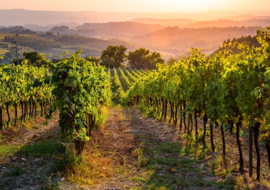 Tenuta Maiano